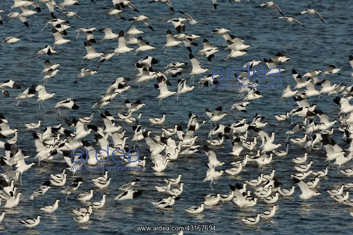  : Pied Avocet (Recurvirostra avosetta)