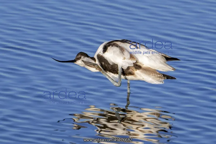 : Pied avocet (Recurvirostra avosetta) scratching head with leg in shallow water of pond in evening light in late summer : Pied avocet (Recurvirostra avosetta) scratching head with leg in shallow water of pond in evening light in late summer