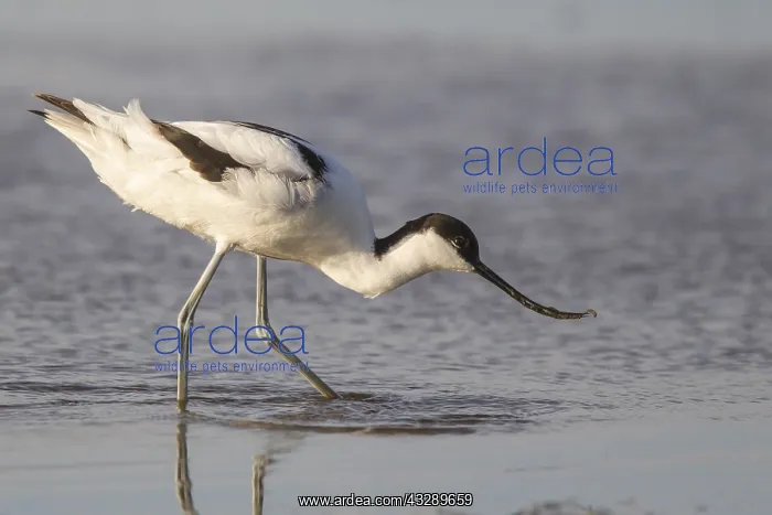 : Pied Avocet (Recurvirostra avosetta) feeding in : Pied Avocet (Recurvirostra avosetta) feeding in