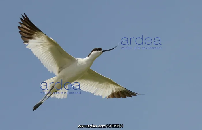 : Pied Avocet (Recurvirostra avosetta) in flight : Pied Avocet (Recurvirostra avosetta) in flight