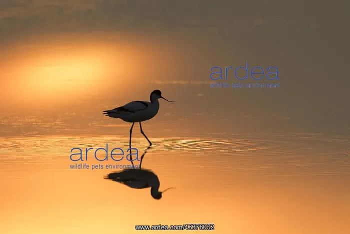 : Pied avocet (Recurvirostra avosetta) foraging in : Pied avocet (Recurvirostra avosetta) foraging in
