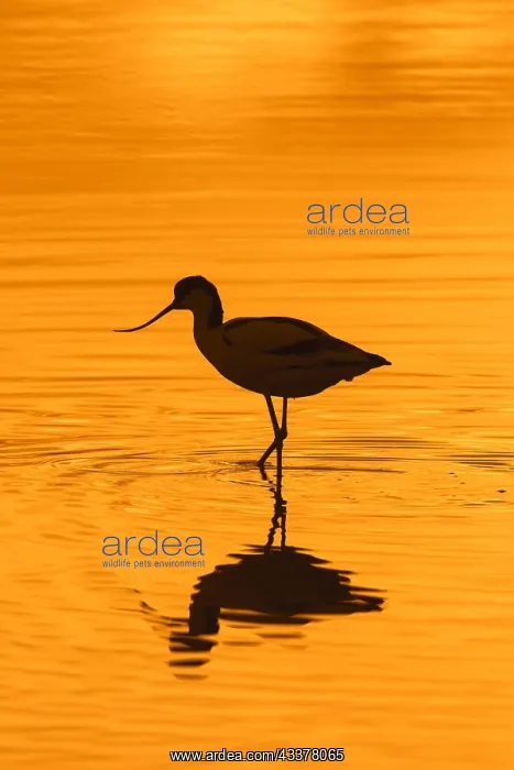 : Pied avocet (Recurvirostra avosetta) foraging in : Pied avocet (Recurvirostra avosetta) foraging in