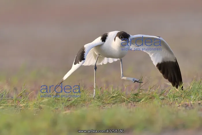 : Pied Avocet (Recurvirostra avosetta) in a position : Pied Avocet (Recurvirostra avosetta) in a position