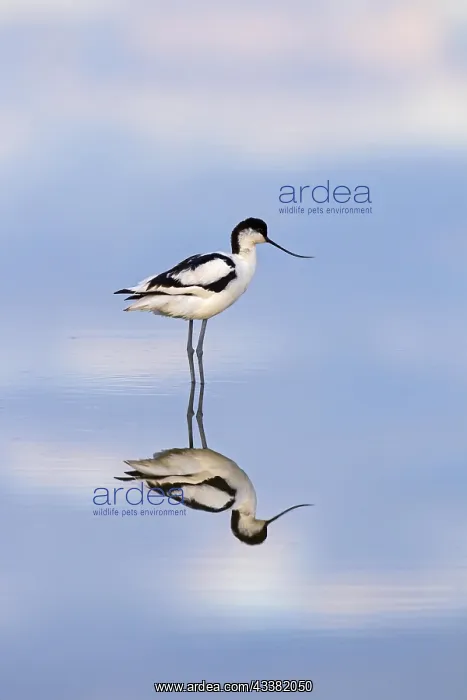 : Pied avocet (Recurvirostra avosetta) showing reflection : Pied avocet (Recurvirostra avosetta) showing reflection