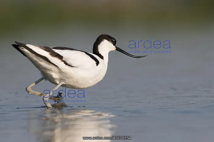 : Pied Avocet (Recurvirostra avosetta) wading in : Pied Avocet (Recurvirostra avosetta) wading in
