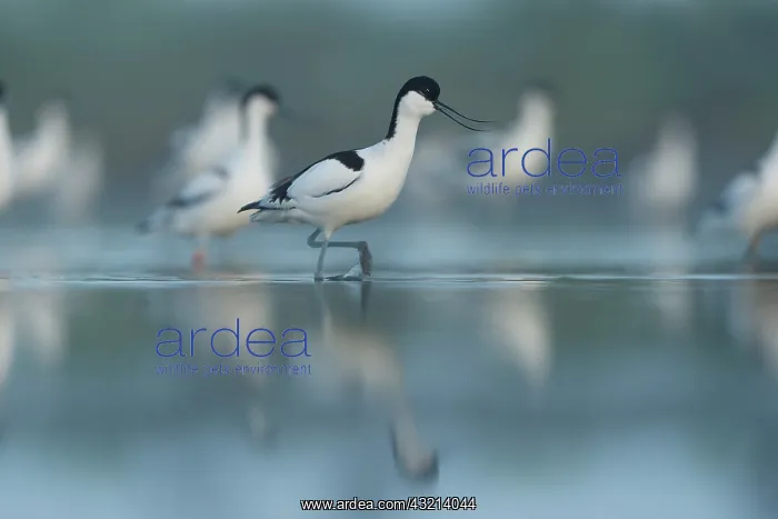 : Pied Avocet (Recurvirostra avosetta) walking in : Pied Avocet (Recurvirostra avosetta) walking in