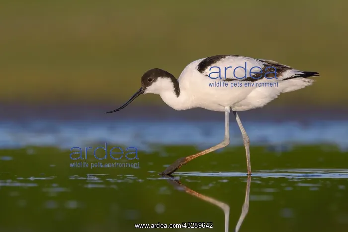 : Pied Avocet (Recurvirostra avosetta) walking in : Pied Avocet (Recurvirostra avosetta) walking in
