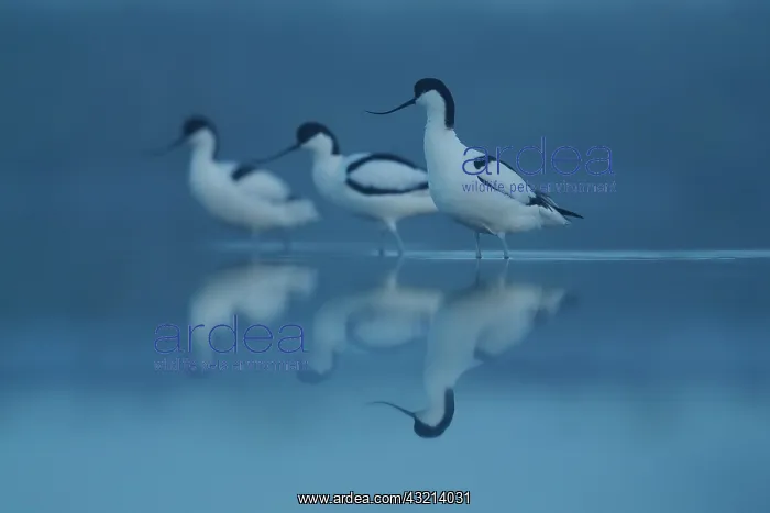 : Pied Avocet (Recurvirostra avosetta) in water, Re : Pied Avocet (Recurvirostra avosetta) in water, Re
