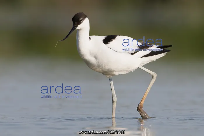 : Pied Avocet (Recuvirostra avosetta) wading in s : Pied Avocet (Recuvirostra avosetta) wading in s