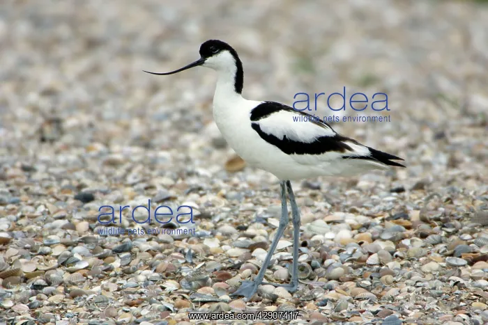 : Pied Avocet - resting on seashore : Pied Avocet - resting on seashore