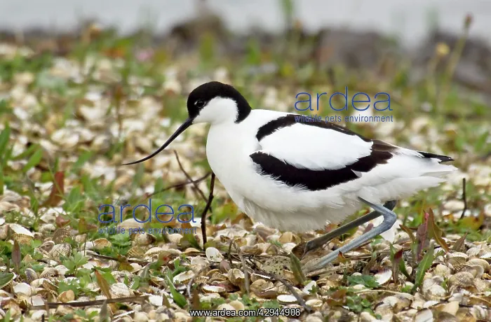 : Pied Avocet - Settling on eggs - Marshside RSPB reserve : Pied Avocet - Settling on eggs - Marshside RSPB reserve