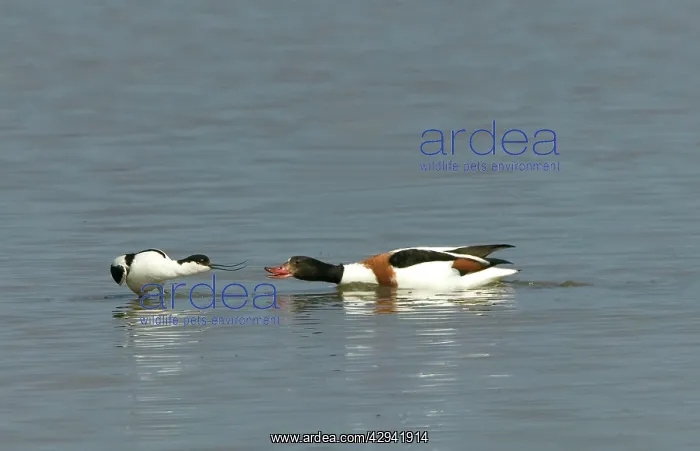 : Pied Avocet and Shelduck (Tadorna tadorna) Stand : Pied Avocet and Shelduck (Tadorna tadorna) Stand