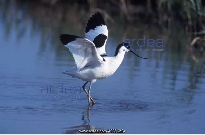 : Pied AVOCET- standing in water with wings spread : Pied AVOCET- standing in water with wings spread