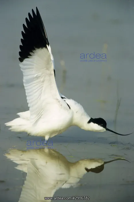: Pied AVOCET - stretching wings : Pied AVOCET - stretching wings