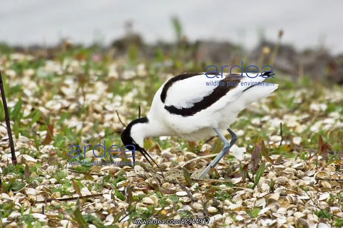: Pied Avocet - Turning eggs : Pied Avocet - Turning eggs