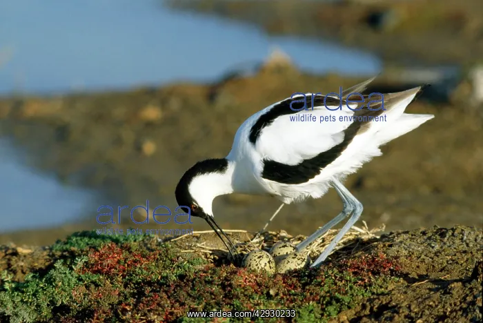 : Pied AVOCET - turning eggs with beak : Pied AVOCET - turning eggs with beak
