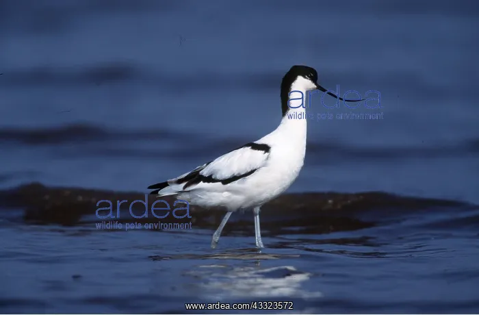 : Pied AVOCET- wading in shallow water : Pied AVOCET- wading in shallow water
