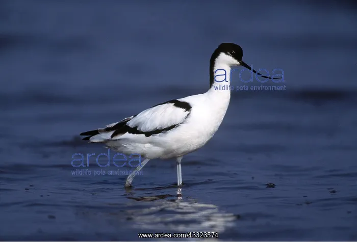 : Pied AVOCET- walking in shallow water : Pied AVOCET- walking in shallow water
