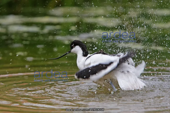 : Pied Avocet - in water : Pied Avocet - in water