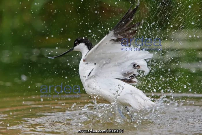 : Pied Avocet - in water taking off : Pied Avocet - in water taking off