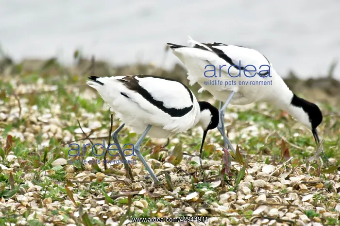 : Pied Avocets - Changing over at nest : Pied Avocets - Changing over at nest