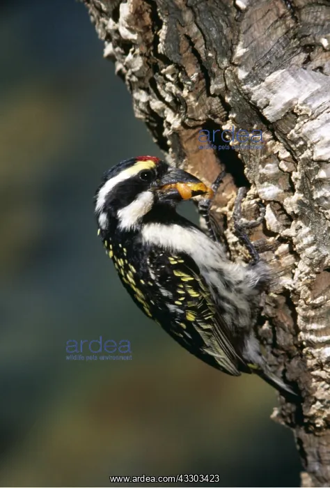 : PIED BARBET - with grub in beak at tree hole : PIED BARBET - with grub in beak at tree hole
