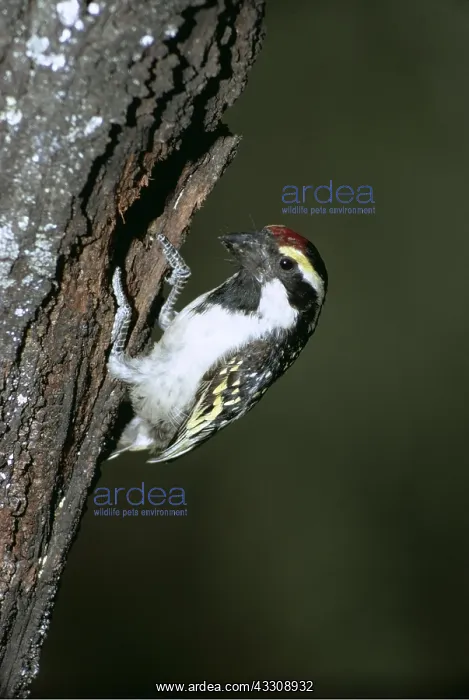 : Pied Barbet - on tree trunk : Pied Barbet - on tree trunk