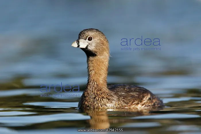 : Pied-billed Grebe : Pied-billed Grebe