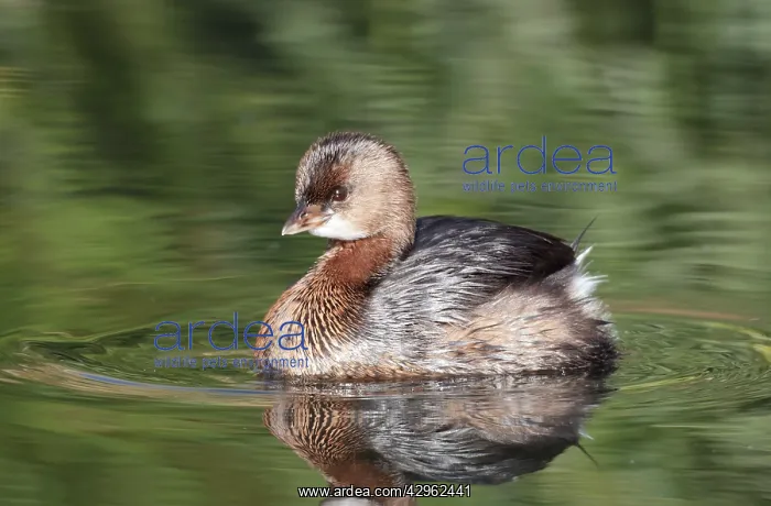 : Pied-billed Grebe : Pied-billed Grebe