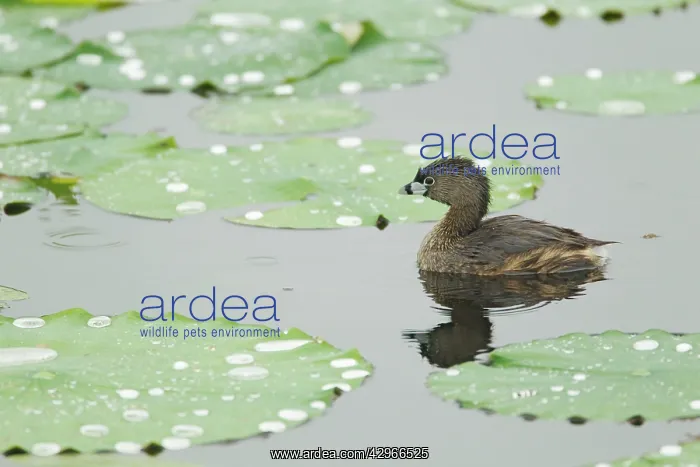 : Pied-billed Grebe : Pied-billed Grebe