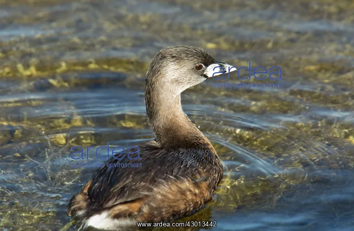  : Pied-billed Grebe
