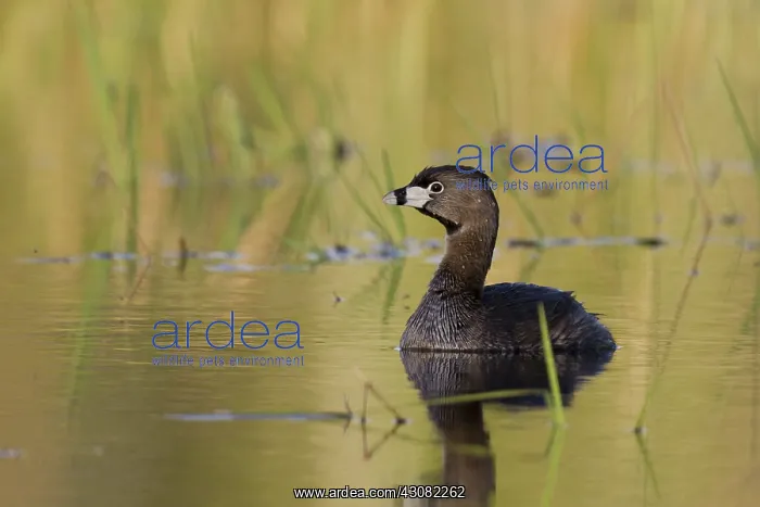 : Pied-Billed Grebe : Pied-Billed Grebe