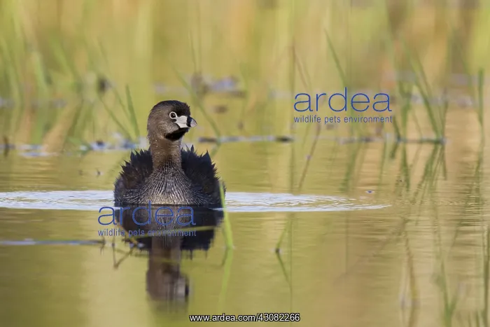 : Pied-Billed Grebe : Pied-Billed Grebe