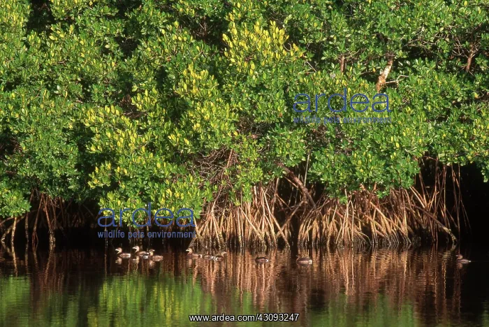 : Pied-billed Grebe : Pied-billed Grebe