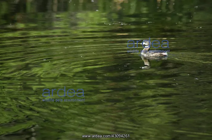 : Pied-billed Grebe : Pied-billed Grebe