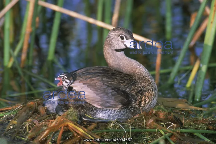 : Pied-billed Grebe : Pied-billed Grebe