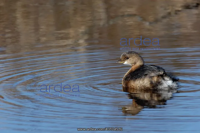  : Pied-billed Grebe