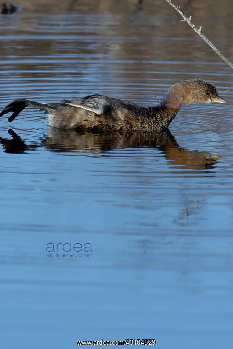 : Pied-billed Grebe : Pied-billed Grebe