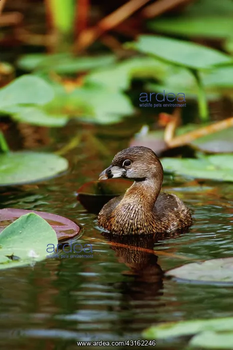 : Pied-Billed Grebe : Pied-Billed Grebe
