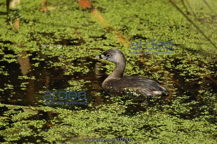 : Pied-billed Grebe : Pied-billed Grebe