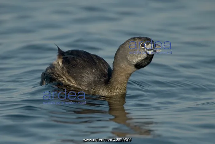 : Pied-billed Grebe - Calling : Pied-billed Grebe - Calling