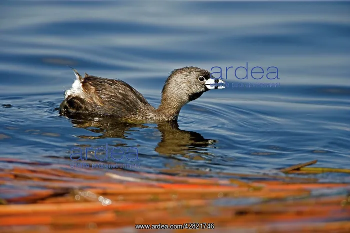 : Pied-billed Grebe -Calling : Pied-billed Grebe -Calling