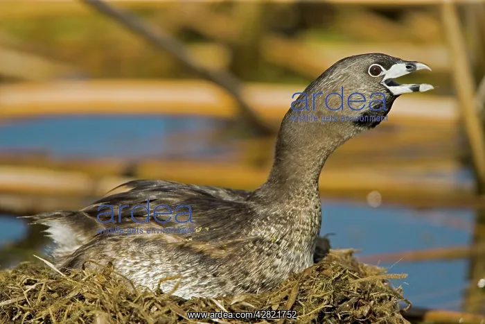 : Pied-billed Grebe - Calling : Pied-billed Grebe - Calling