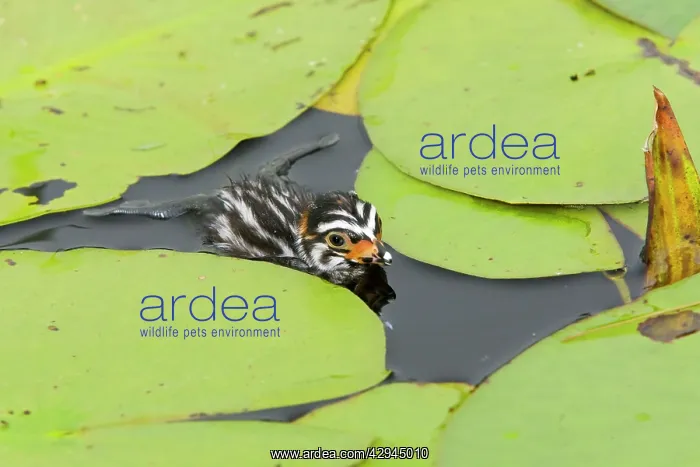 : Pied-billed Grebe chick : Pied-billed Grebe chick