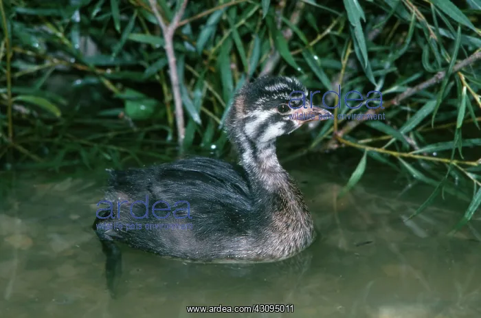 : Pied-billed Grebe Chick : Pied-billed Grebe Chick
