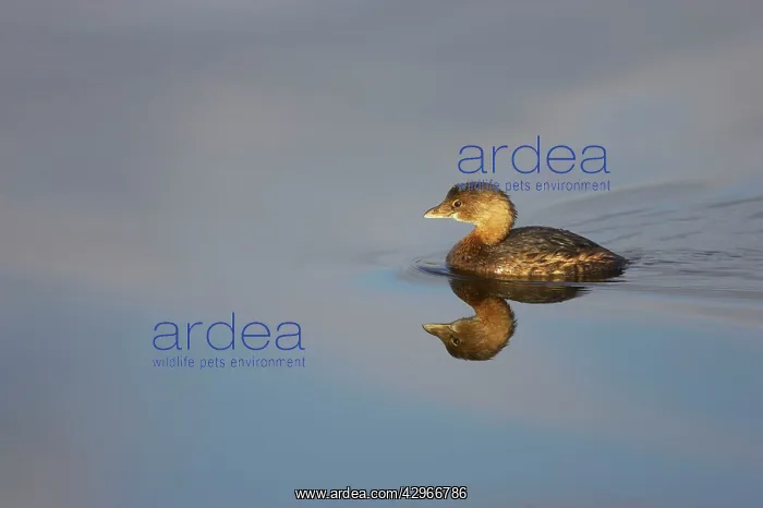 : Pied Billed Grebe - Ding Darling : Pied Billed Grebe - Ding Darling