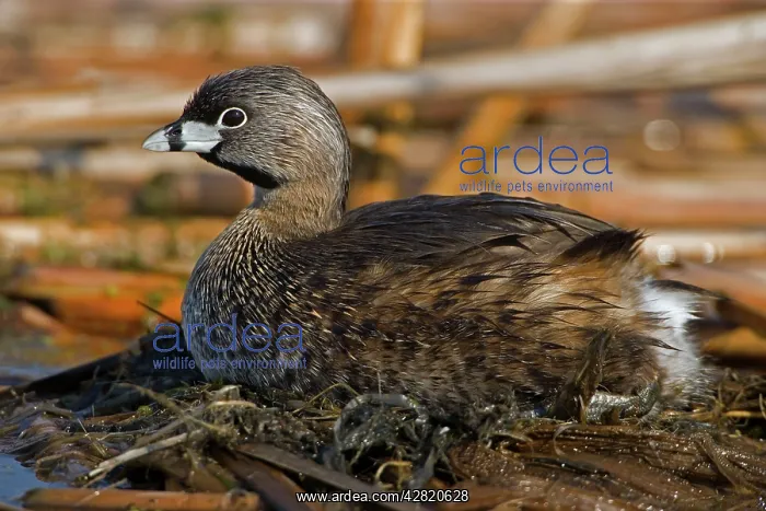 : Pied-billed Grebe - On nest : Pied-billed Grebe - On nest