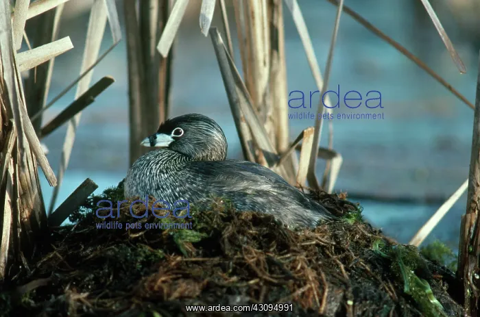 : Pied-billed Grebe on Nest : Pied-billed Grebe on Nest