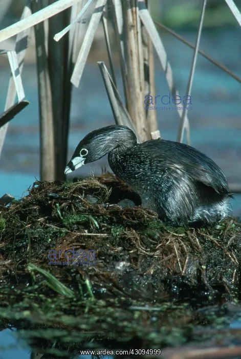 : Pied-billed Grebe on Nest : Pied-billed Grebe on Nest