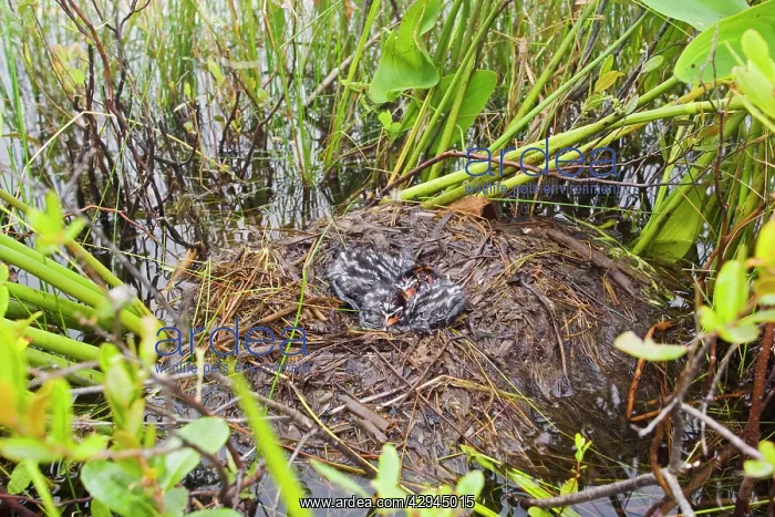: Pied-billed Grebe nest with chicks : Pied-billed Grebe nest with chicks